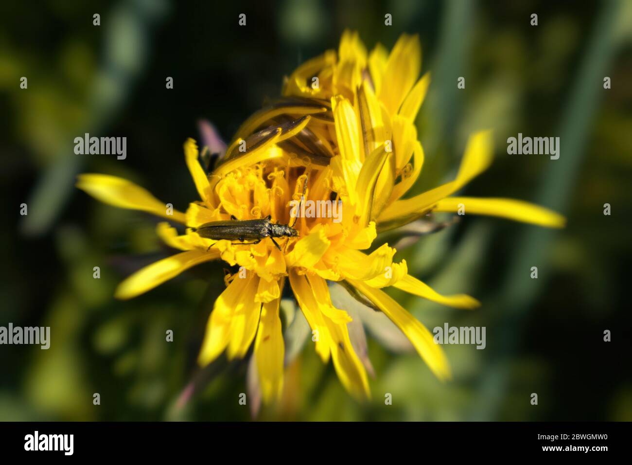 Un verde brillante coleottero si siede su un fiore giallo in estate in una giornata di sole Foto Stock