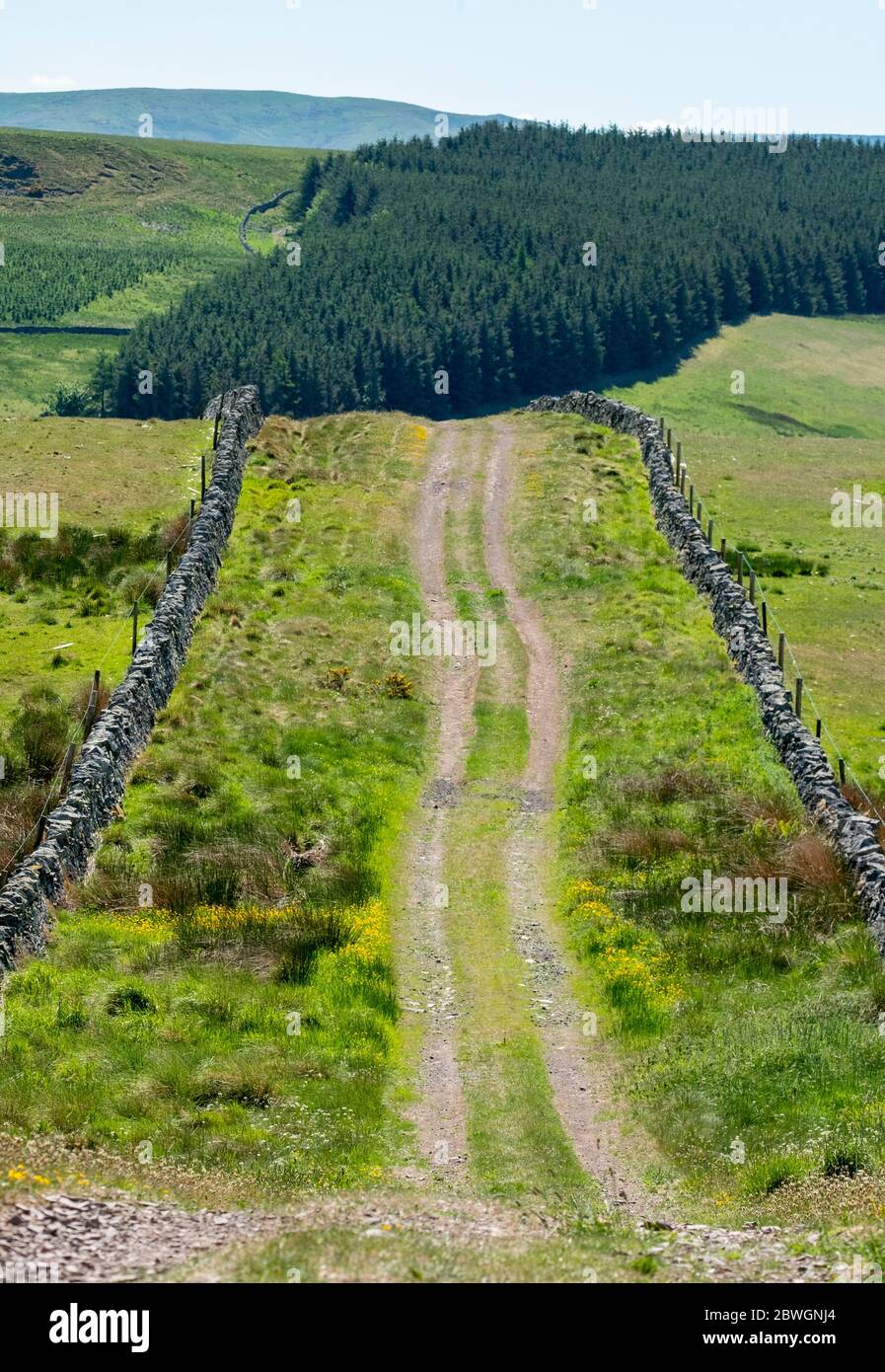 Dere Street, strada romana a Whitton Edge vicino a Jedburgh Scottish Borders, Regno Unito Foto Stock