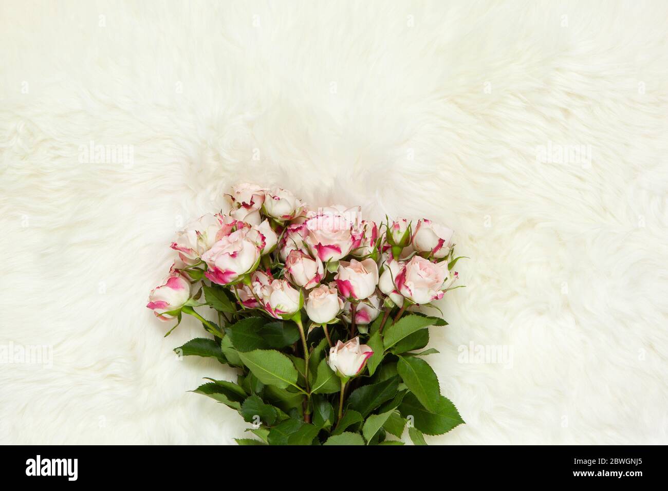 Bouquet di rose di piccole dimensioni sul latte bianco tappeto in pelliccia. Sfondo con copia spazio per il testo, piatto laici. Vista dall'alto. 8 marzo, Febbraio 14th, compleanno, Valentin Foto Stock