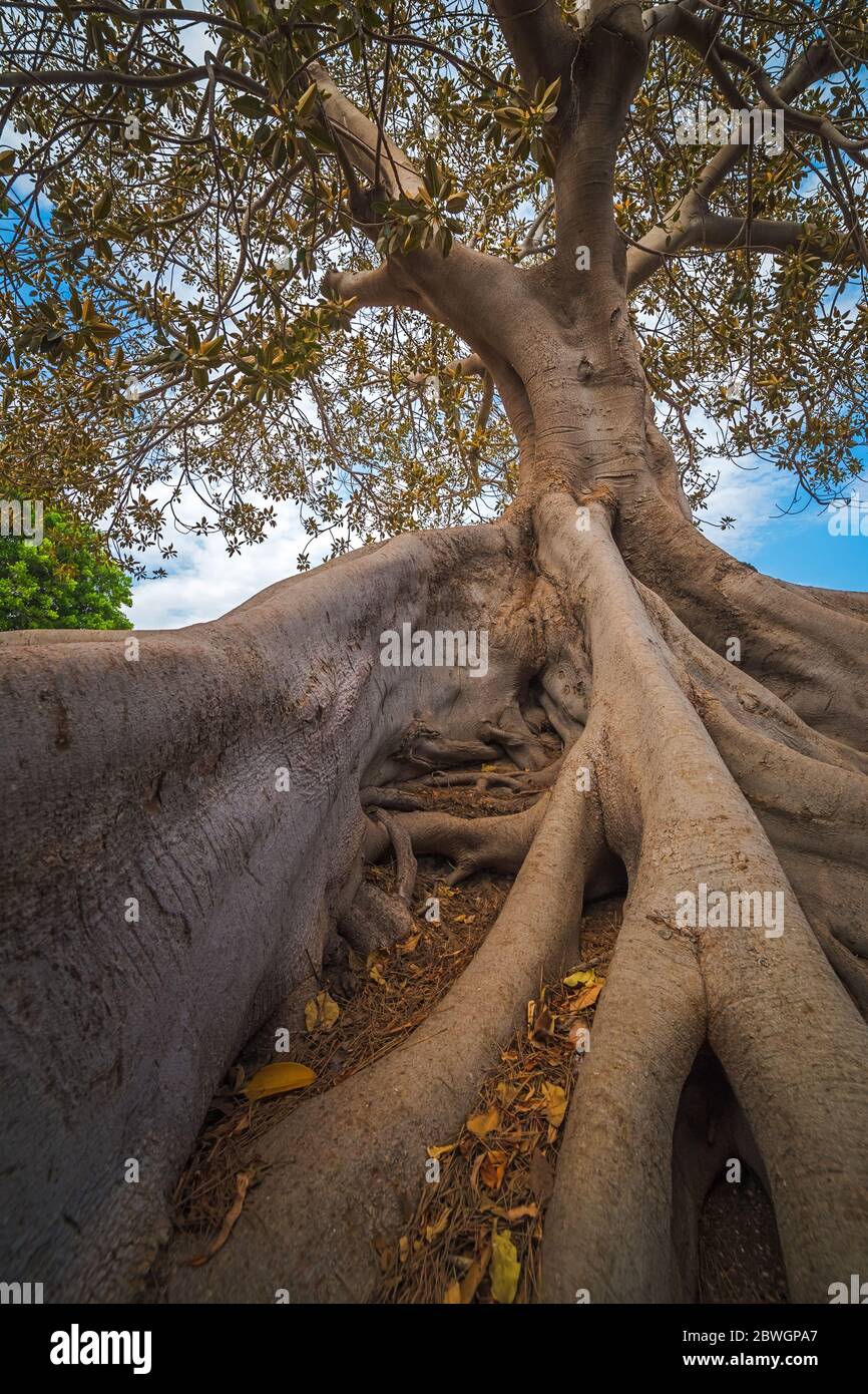 Radici di un albero a Cartagena, Spagna, immagine verticale Foto Stock