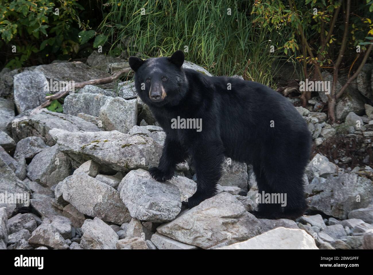 Un orso nero su rocce lungo la riva del lago Crescent nel lago Clark NP, Alaska, Stati Uniti Foto Stock