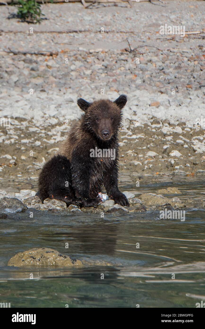 Un cucciolo di orso bruno lungo la riva del lago Crescent che si fa scompigliare con il salmone nel Parco nazionale del lago Clark, Alaska, Stati Uniti Foto Stock