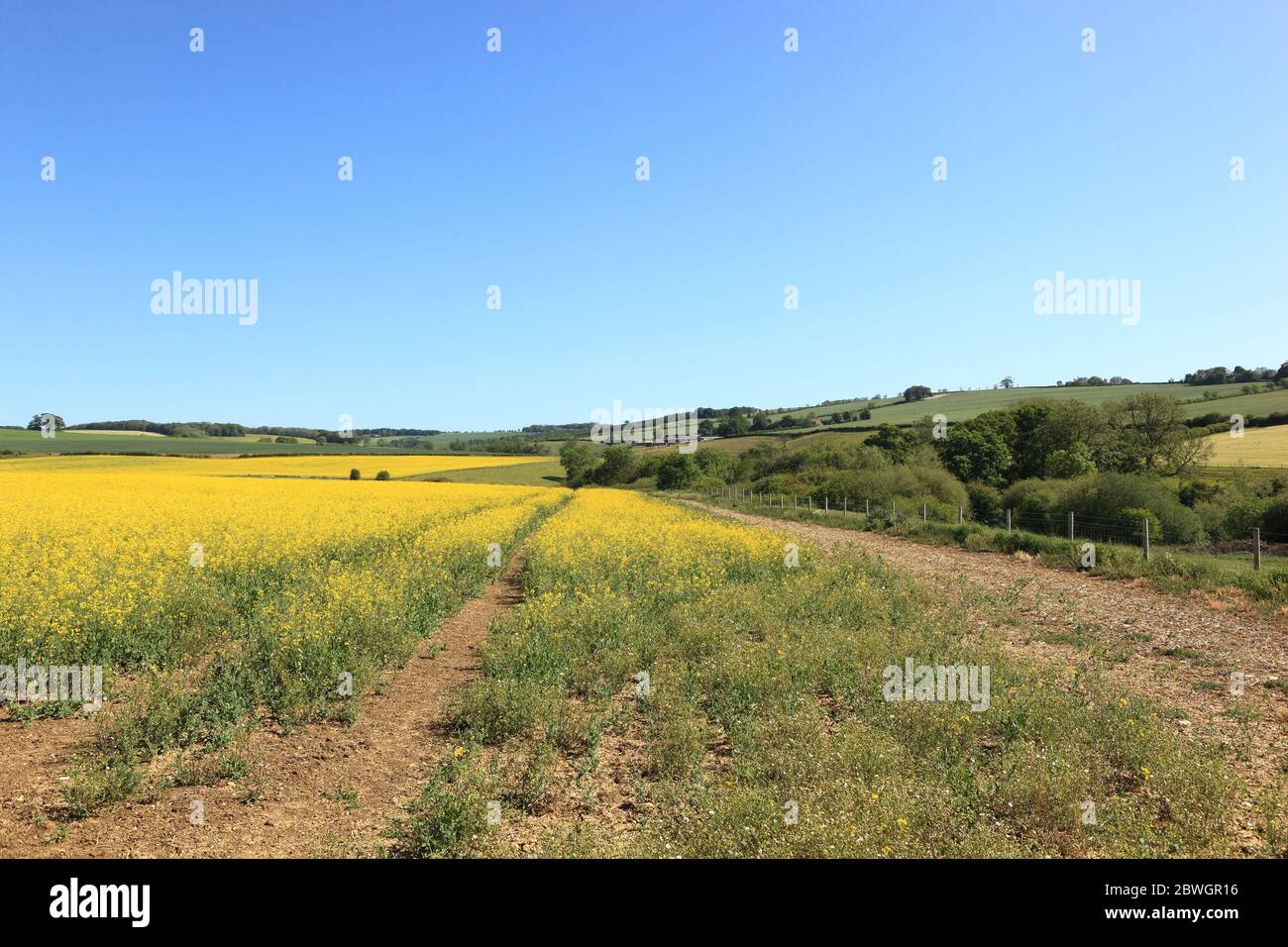 Paesaggio estivo secco con ravizzone fiorito, alberi, siepi e prati sui panoramici yorkshire wolds Foto Stock Paesaggio estivo secco con ravizzone fiorito, alberi, siepi e prati sui panoramici yorkshire wolds Foto Stock