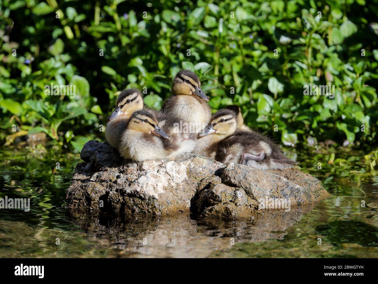 Giovani di mallardi (Anas platrhynchos) Foto Stock