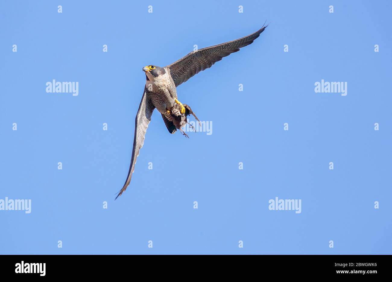 Falco pellegrino (Falco peregrinus) Foto Stock