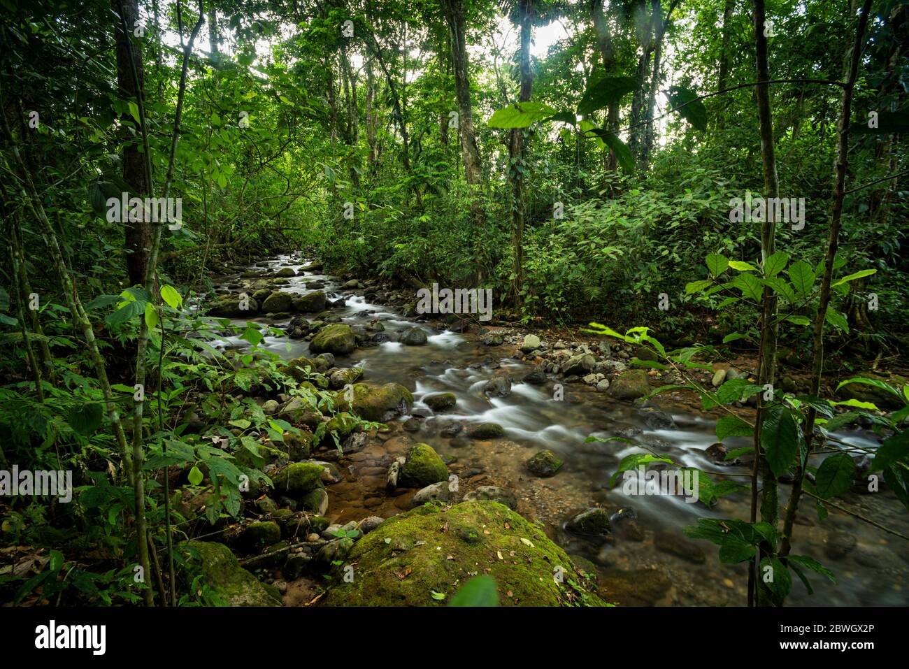 Fiume Burio (Rio Burio) nella giungla della foresta pluviale a la Fortuna, Arenal, provincia di Alajuela, Costa Rica Foto Stock