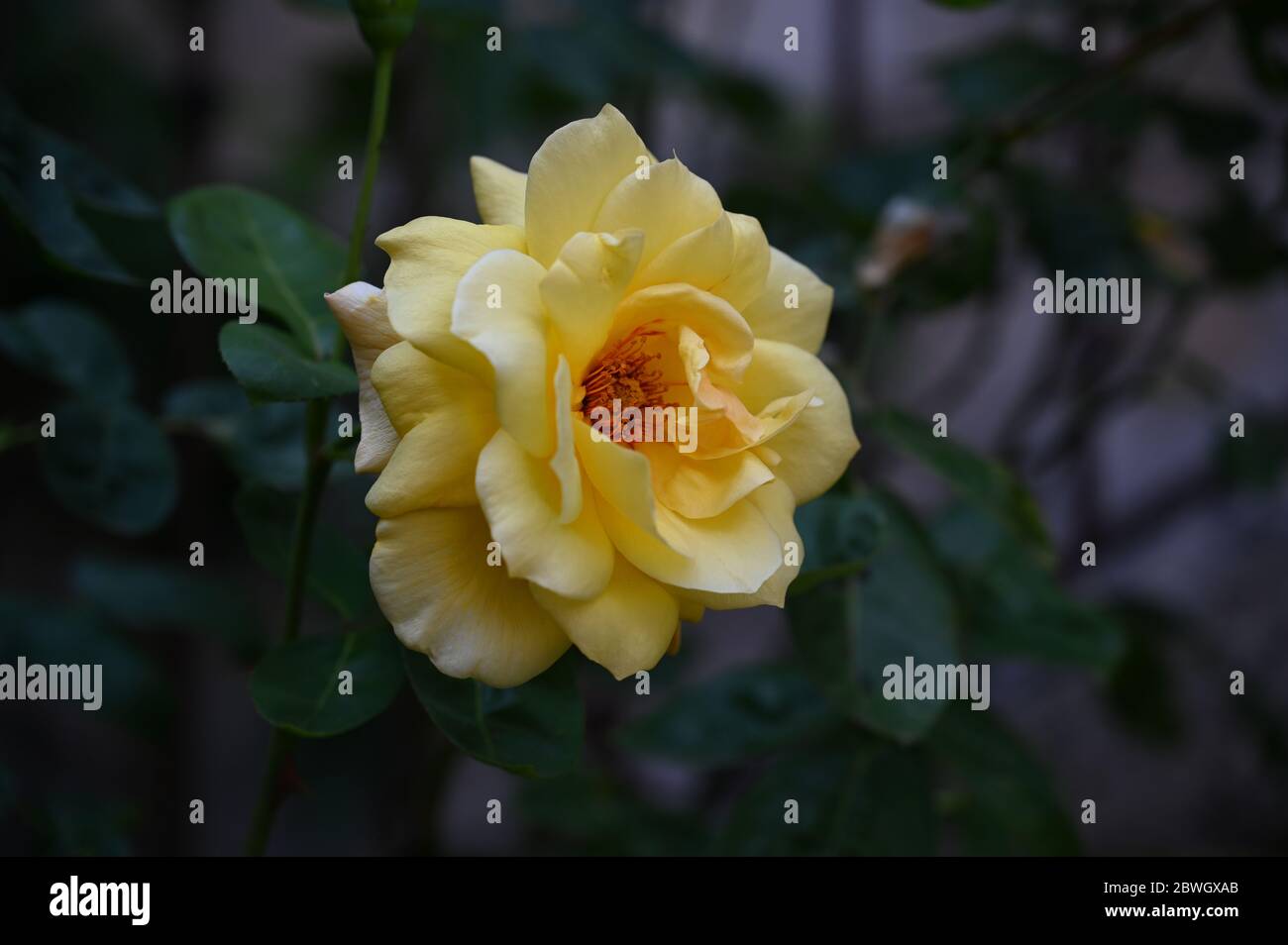Una rosa gialla fiorita con petali di grandi dimensioni Foto Stock