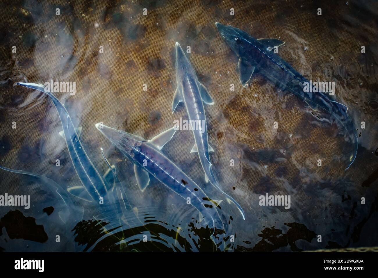 Live storioni in gabbia nel pesce di allevamento. Foto Stock