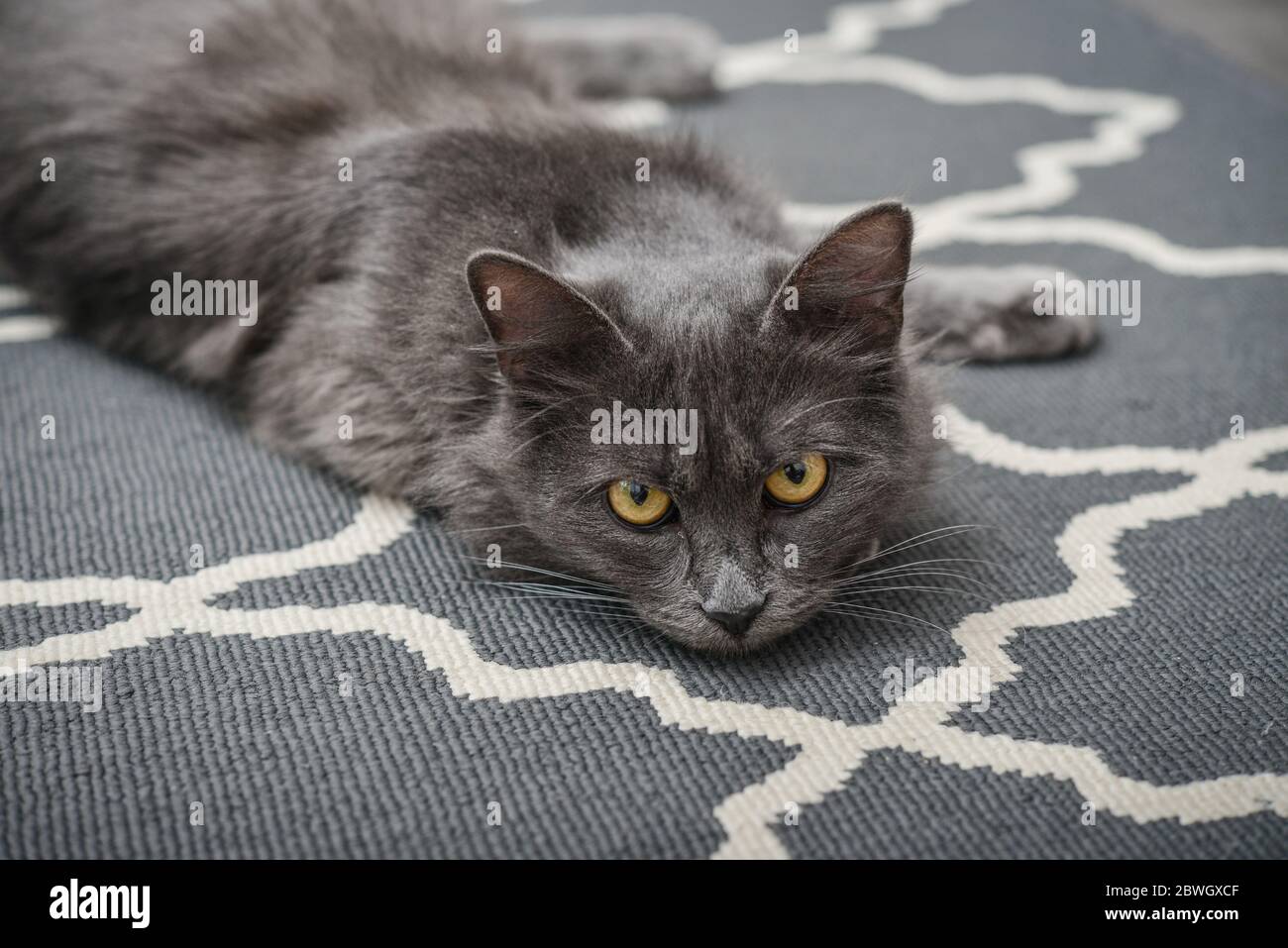 Gatto grigio Nebelung laing su tappeto a casa. Nebelung-una razza rara, simile al blu russo, tranne per la lunghezza media, con capelli setosi. Foto Stock