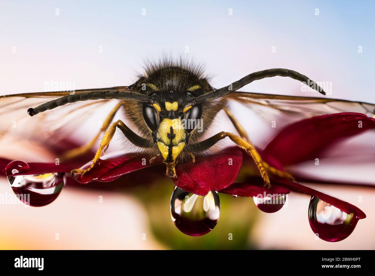 Macro Focus Ritratto di impilamento di Wasp norvegese in rugiada su un fiore. Il suo nome latino è Dolichovespua norwegica. Foto Stock