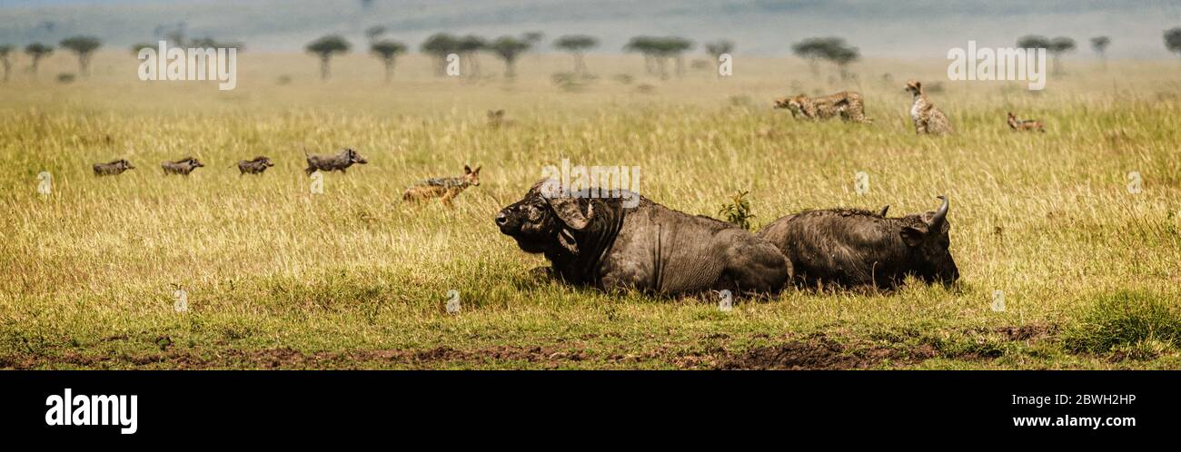 Banner web africano scena con vari animali selvatici Foto Stock
