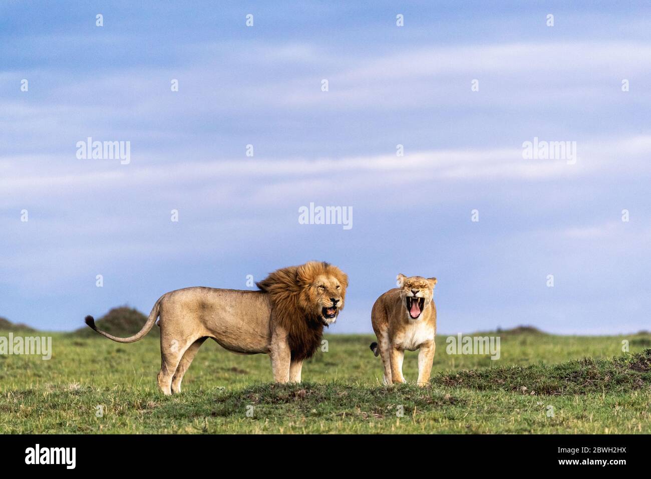 Leoni africani maschi e femmine insieme brulicante come visto durante un safari fotografico nel Triangolo di Mara Conservancy Foto Stock