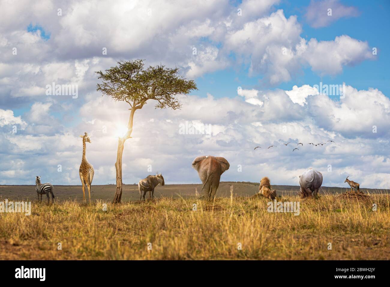 Gruppo di animali selvatici africani Safiai insieme in una fila che si affaccia fuori sui campi di prateria della Riserva Nazionale Masai Mara Foto Stock