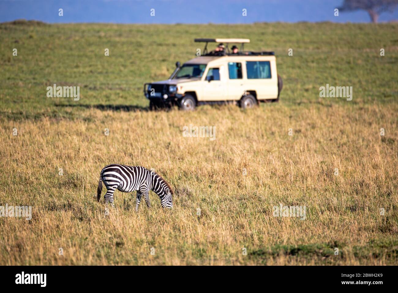 Pianure africane zebra pascolo nelle praterie del Kenya, Africa con safari gioco di guida veicolo turistico in background Foto Stock