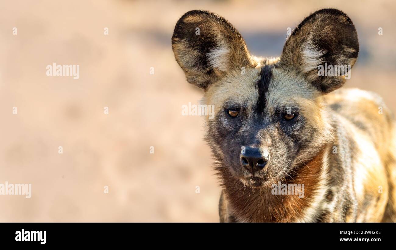 Closeup cane africano dipinto selvaggio con spazio per il testo Foto Stock