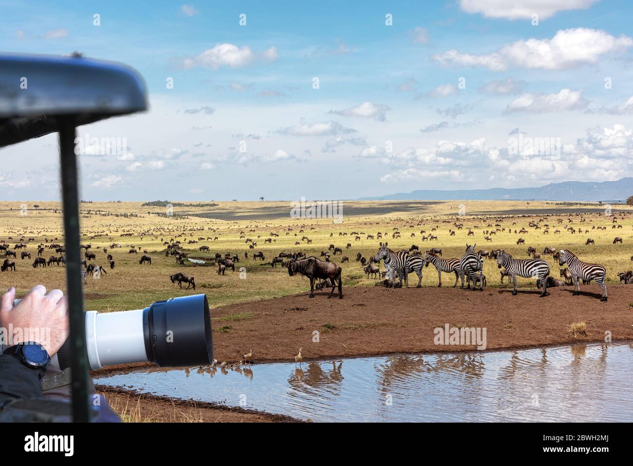Fotografo di fauna selvatica appeso obiettivo fotocamera fuori di un veicolo safari per fotografare la wildebeest e zebra grande migrazione in Kenya, Africa Foto Stock