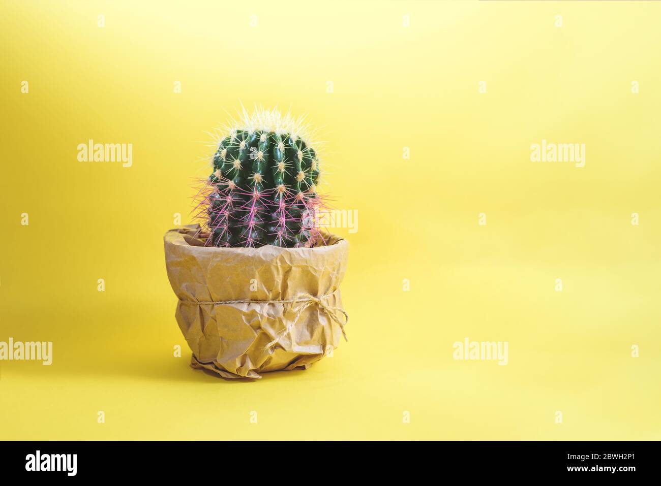 Un bel cactus fresco in vaso avvolto in carta artigianale su sfondo giallo. Foto Stock