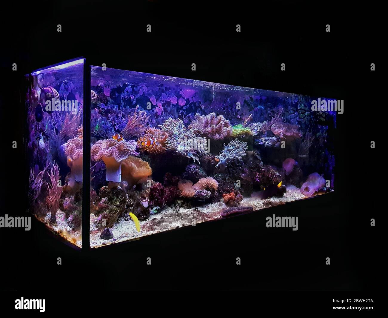 Acquario di corallo da sogno marino vasca di pesci Foto stock - Alamy