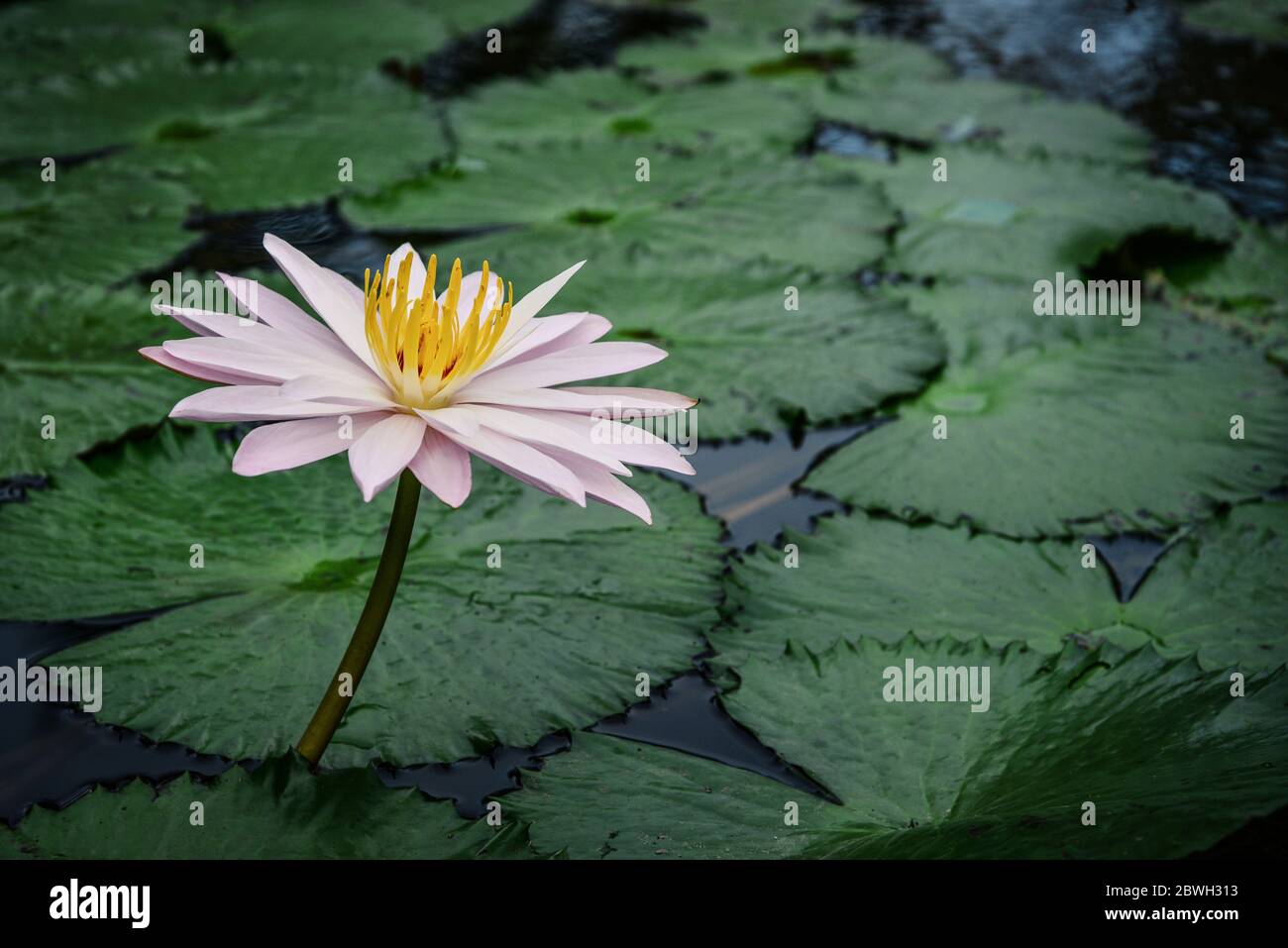 Un bel giglio d'acqua rosa o fiore di loto in chioseup stagno Foto Stock