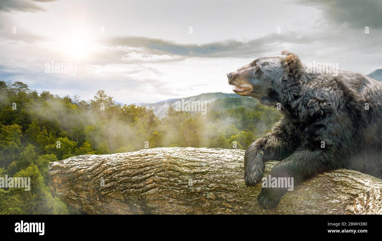 Grande orso bruno sdraiato su un albero al tramonto che si affaccia sul Great Smoky Mountains National Park in Tennessee, USA con spazio per il testo Foto Stock