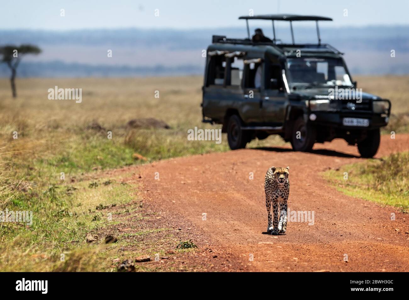 Un ghepardo che cammina da solo lungo una strada nel Triangolo di Mara Conservancy con un safari fotografico safari turistico veicolo di guida sfocato in background Foto Stock