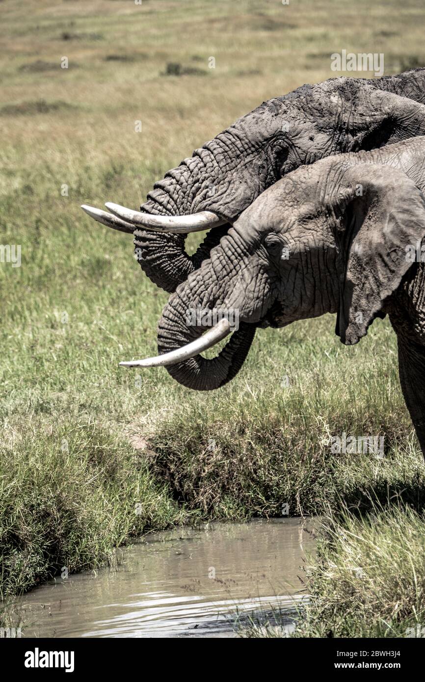 Primo piano di due elefanti africani che bevono fuori da uno stagno in Kenya, Africa Foto Stock