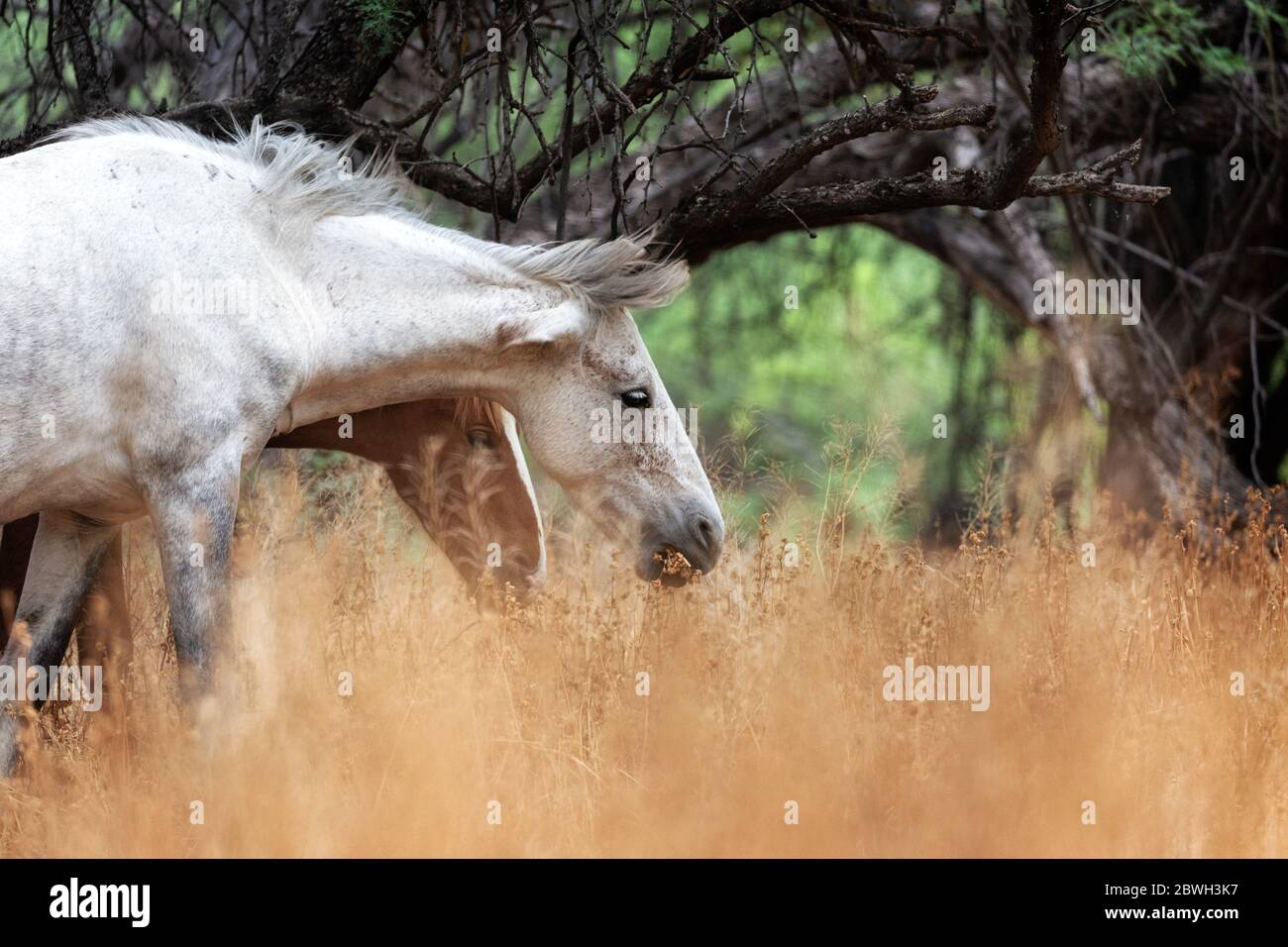 Primo piano di due splendidi cavalli selvatici che pascolano su un'erba dorata alta in un campo lungo il fiume Salt a Mesa, Arizona Foto Stock