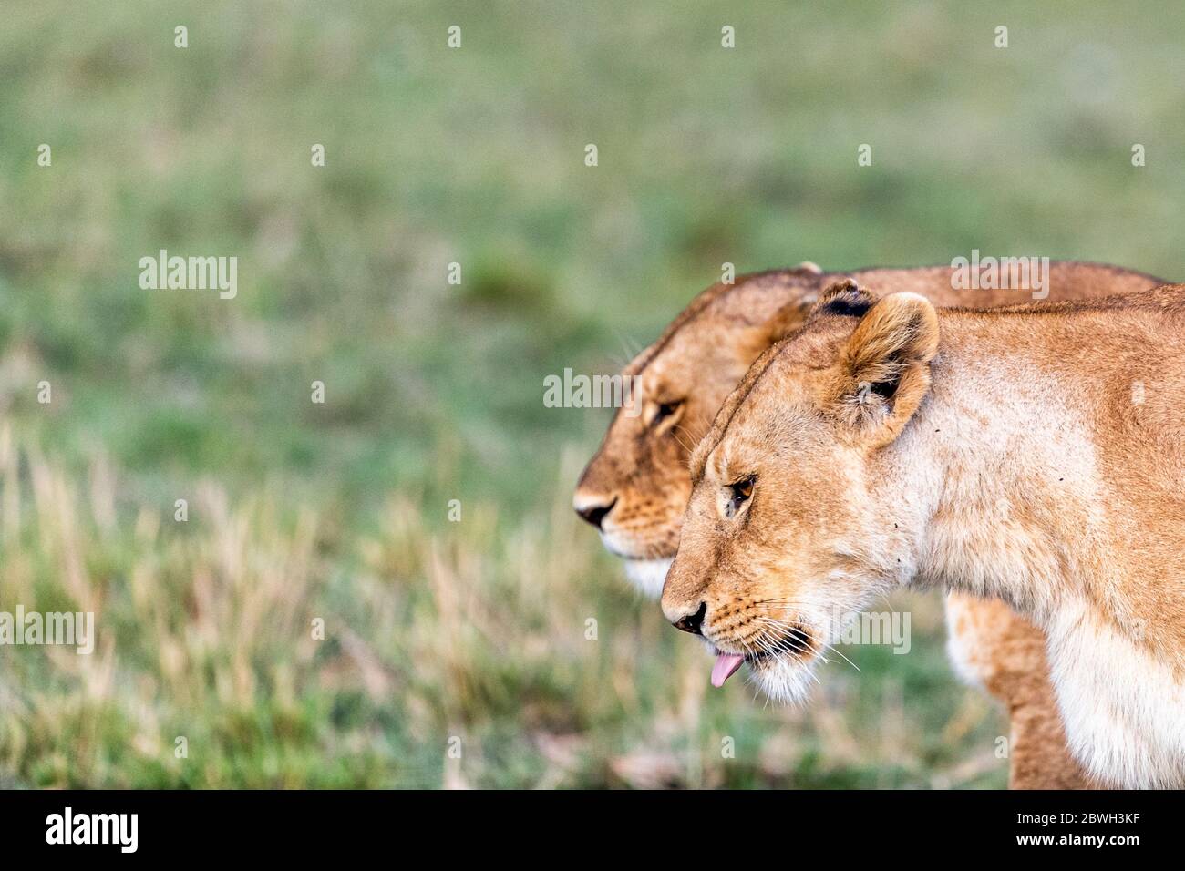 Primo piano due leonesse che camminano insieme in Africa con spazio di copia nel Triangolo della conservanza del Triangolo di Mara, Kenya Africa Foto Stock