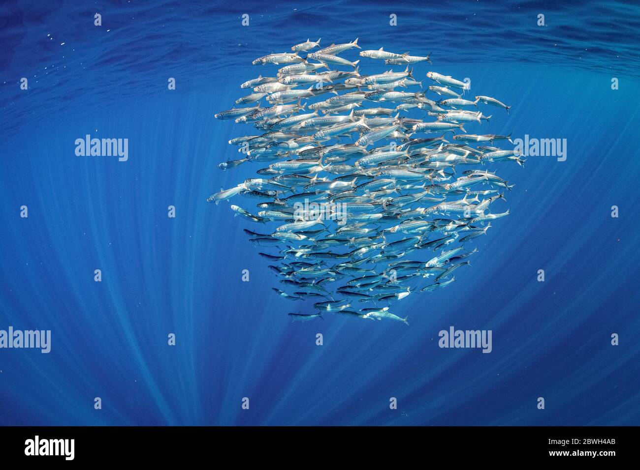 Palla di sardine pacifica, Sardinops sagax ocellatus, Magdalena Bay, Baja California, Messico, Oceano Pacifico Foto Stock