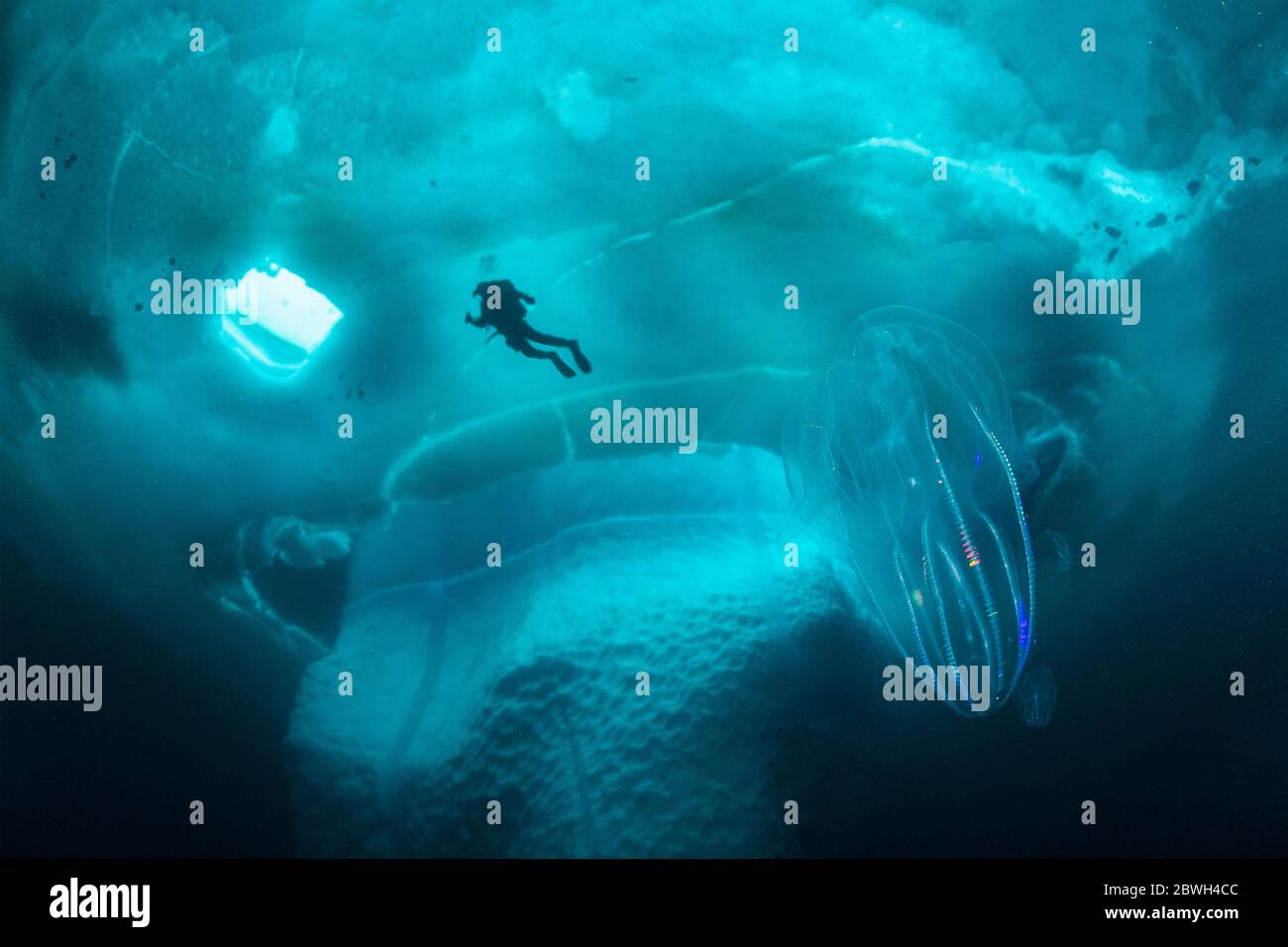 Gelatina di verruca, noce di mare, Mnemiopsis leidi, subacqueo e iceberg, Tasiilaq, Groenlandia, Oceano Atlantico settentrionale Foto Stock