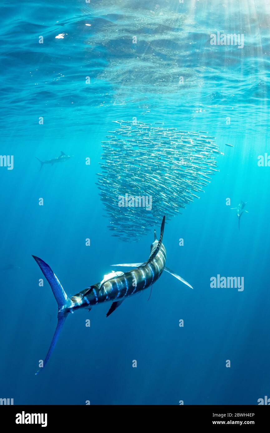 Marlin a righe, Tetrapturus audax, alimentazione sulla palla di sardina pacifica, Sardinops sagax ocellatus, Magdalena Bay, Baja California, Messico, Pacifico Oc Foto Stock