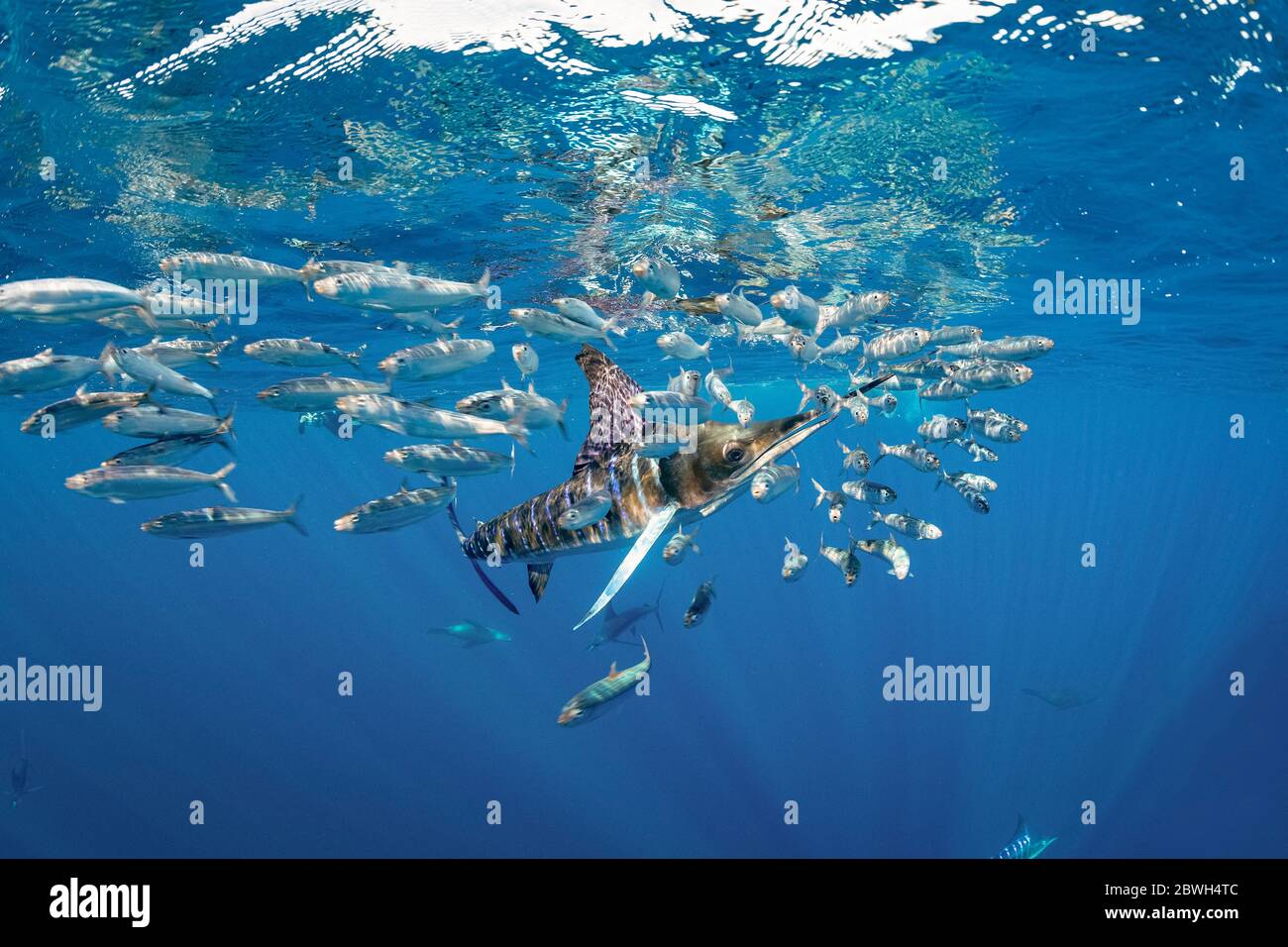Marlin a righe, audax Tetrapturus, che si nuota sulla palla di sardina, sagax Sardinops, Baia di Magdalena, Costa Ovest di Baja California, Oceano Pacifico, Mexic Foto Stock