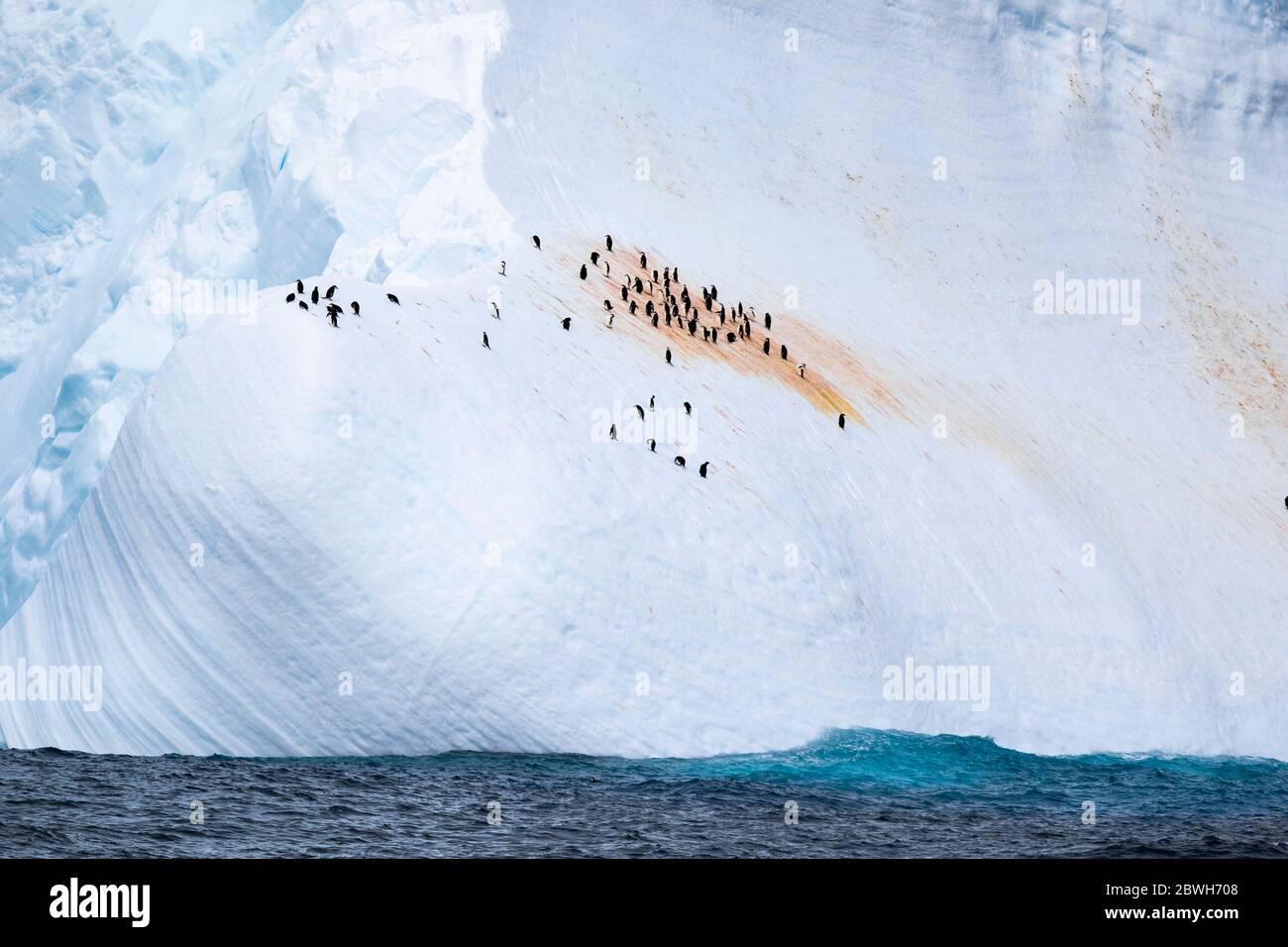 Pinguini Chinstrap, Pigoscelis antarcticus, e pinguini gentoo, Pigoscelis papua, che riposa su iceberg, Weddel mare Oceano Meridionale Foto Stock