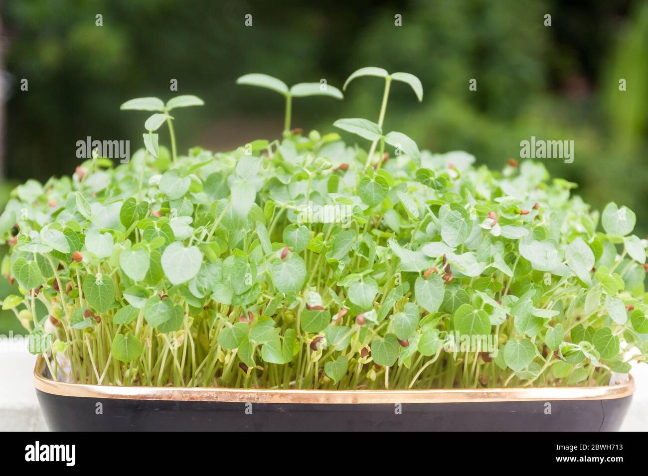 Micro green concetto sfondo di germogli in crescita Foto Stock