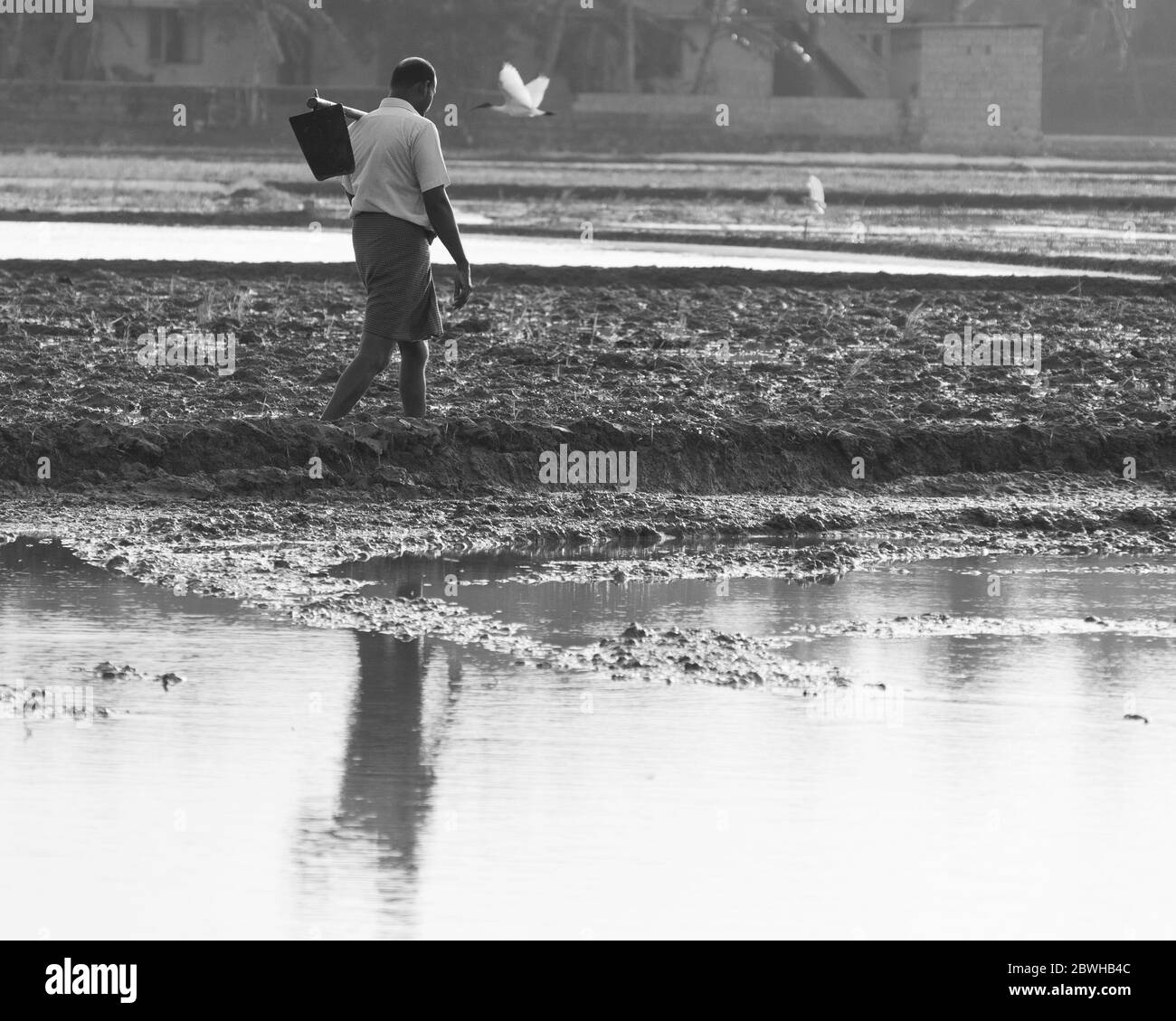 agricoltore sta andando a casa dopo il suo lavoro fatto oggi nel campo dei risaie Foto Stock