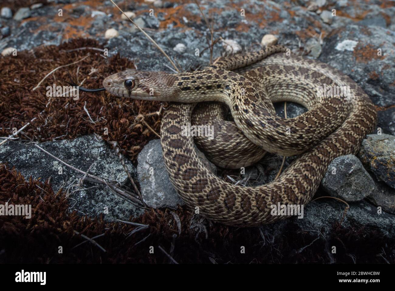 Un serpente giovane di gopher (pituophis catenifer) ancora così giovane che ha la relativa colorazione giovanile e modello. Dalla contea di Marin, California. Foto Stock