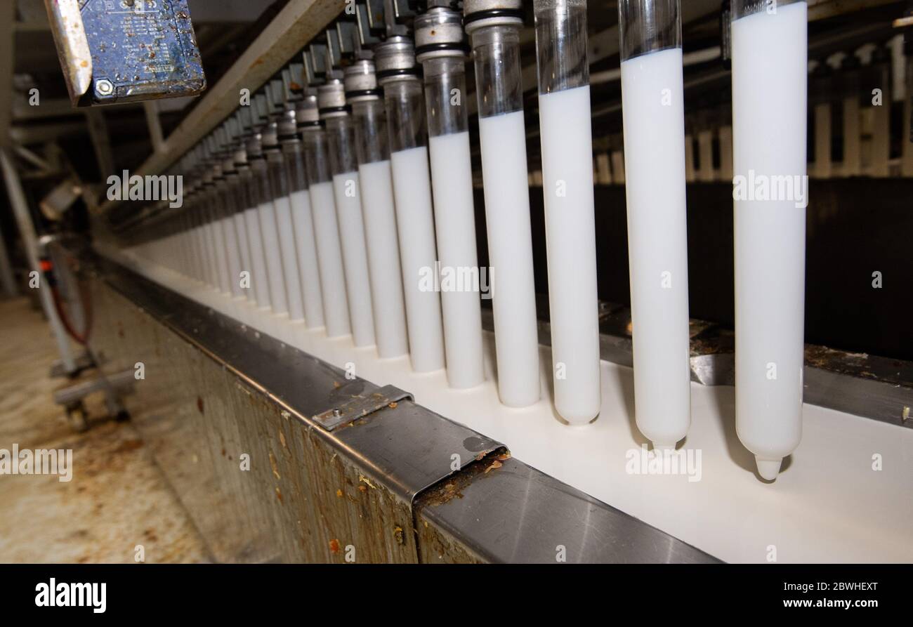 Sarstedt, Germania. 20 Maggio 2020. I corpi vetrosi si immergere nel lattice durante la produzione di preservativi nello stabilimento CPR GmbH. Secondo il boss dell'azienda Kesselring, CPR è uno dei maggiori produttori di preservativi in Europa. Credit: Julian Stratenschulte/dpa/Alamy Live News Foto Stock