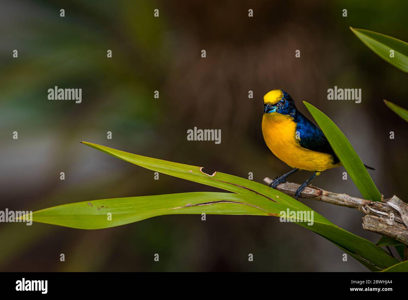 euphonia (Euphonia laniirostris), con fatturazione spessa, bellissimo uccello da vicino Foto Stock