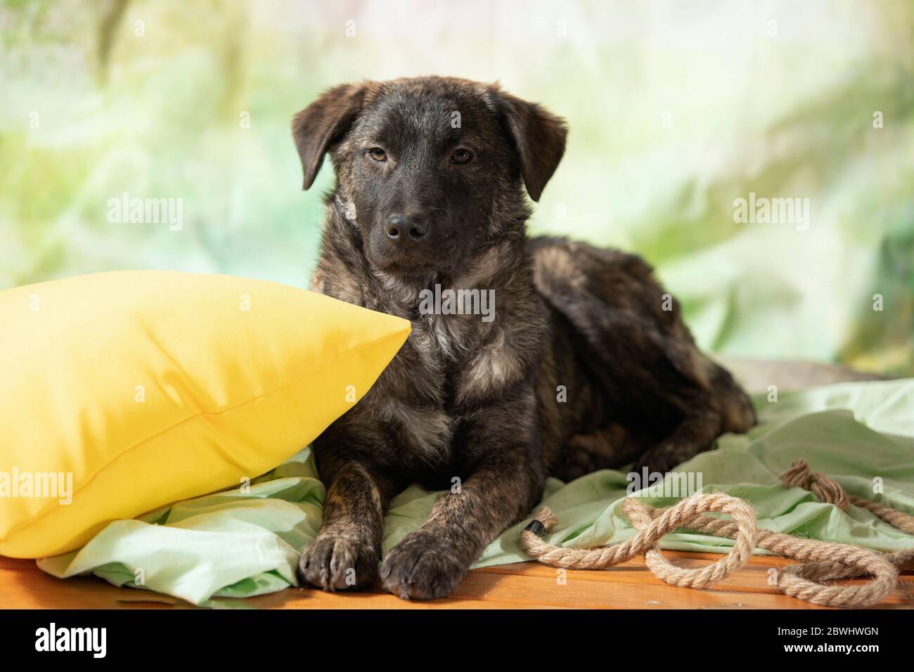 Studio foto di cane randagio. Il cane rosso scuro guarda su sfondo verde sfocato. Foto Stock