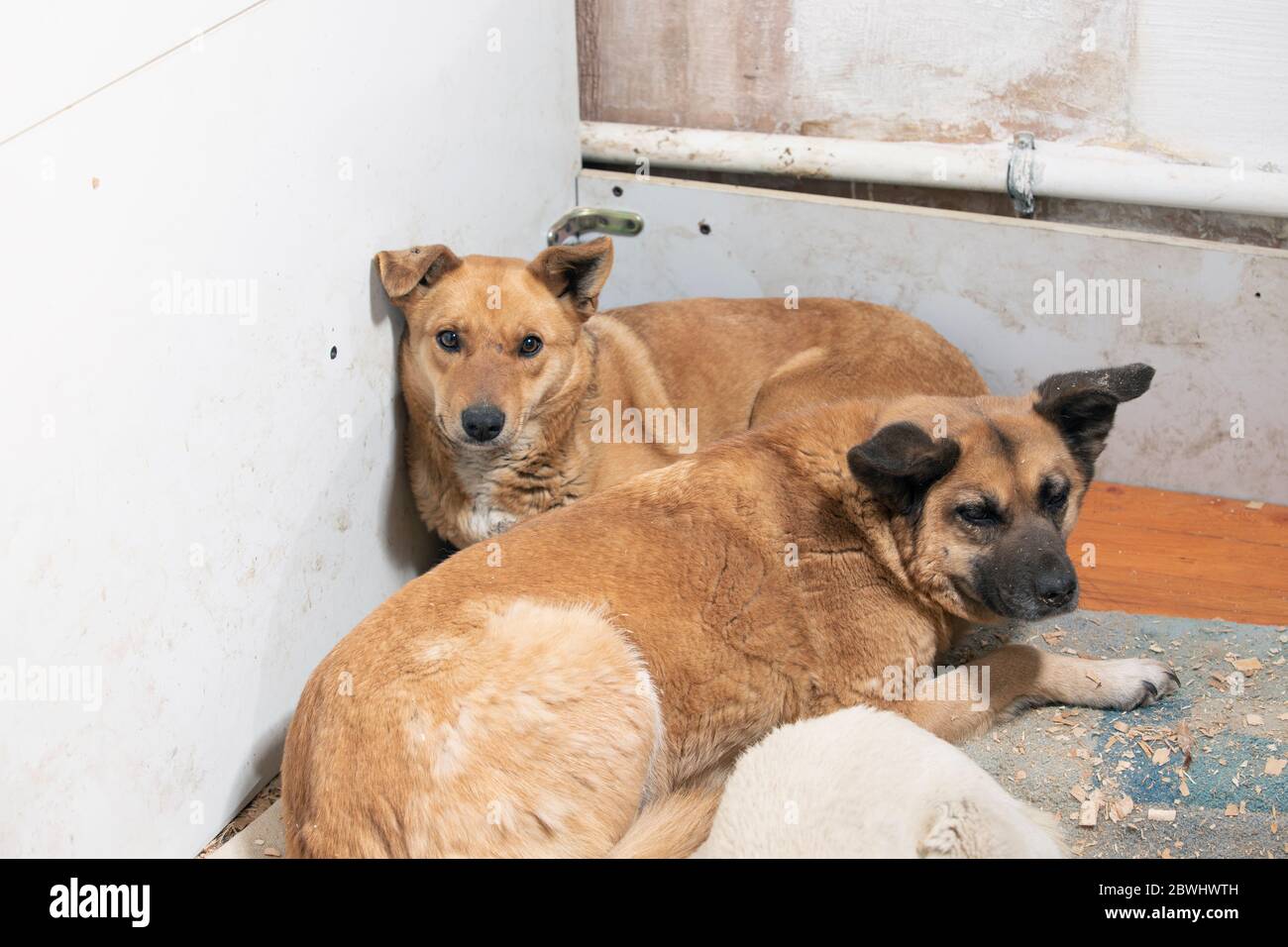 Abbandonato a rifugio cani randagi, cane in cerca di casa guardare in macchina fotografica. Foto Stock