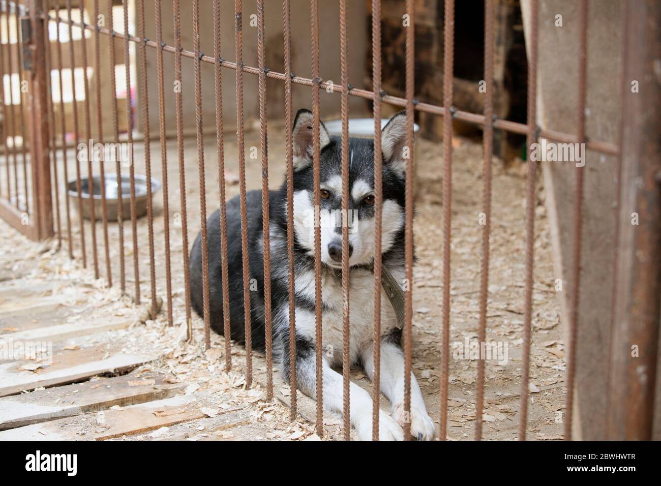 cane husky senza casa dietro le barre di riparo del cane. Foto Stock