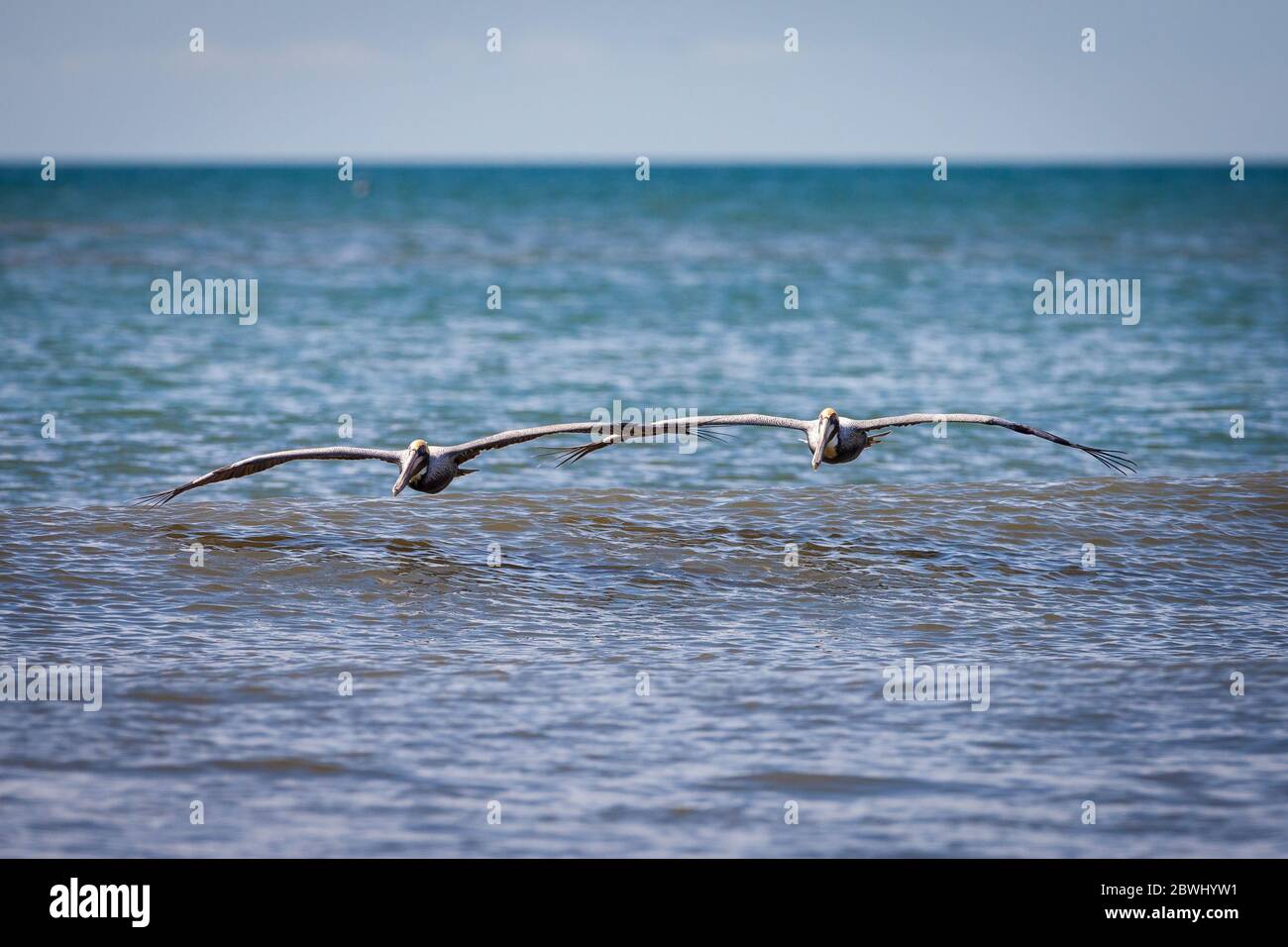 Pellicani marroni in volo, Pelecanus occidentalis, a Punta Chame, costa del Pacifico, provincia di Panama, Repubblica di Panama. Foto Stock