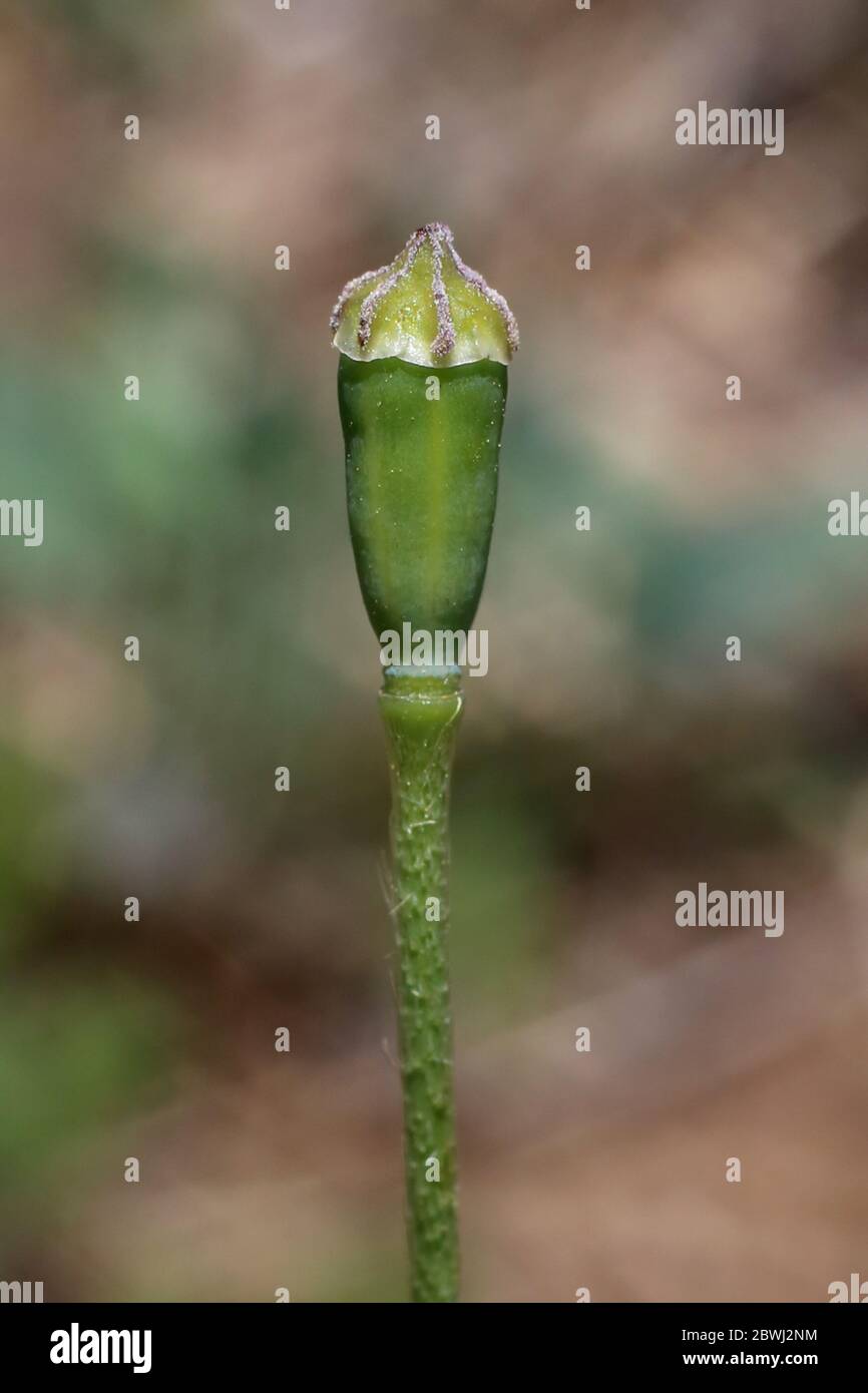 Papaver dubium, papavero a testa lunga. Pianta selvatica sparato in primavera. Foto Stock