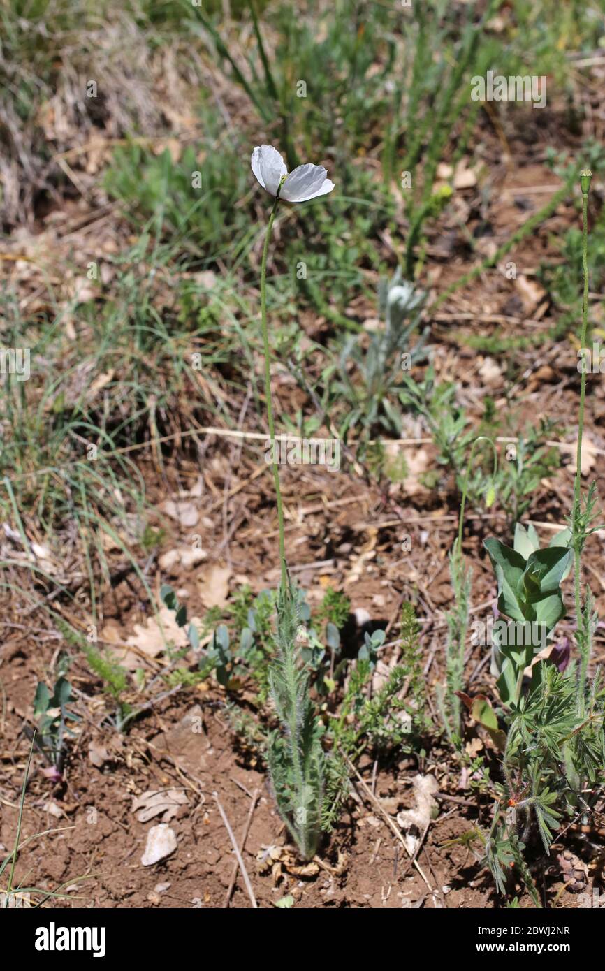 Papaver dubium, papavero a testa lunga. Pianta selvatica sparato in primavera. Foto Stock