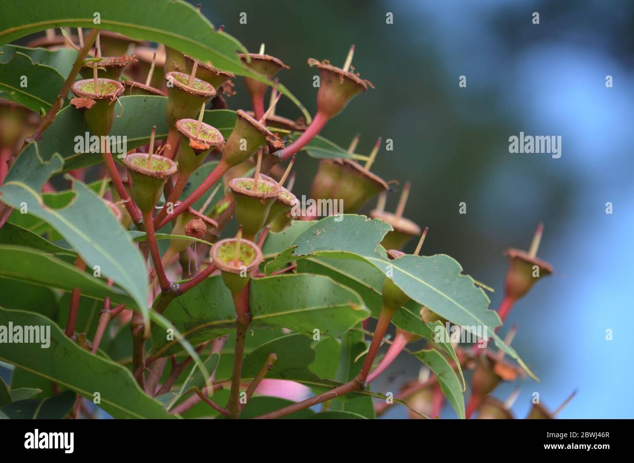 Fiori australiani Bush Foto Stock