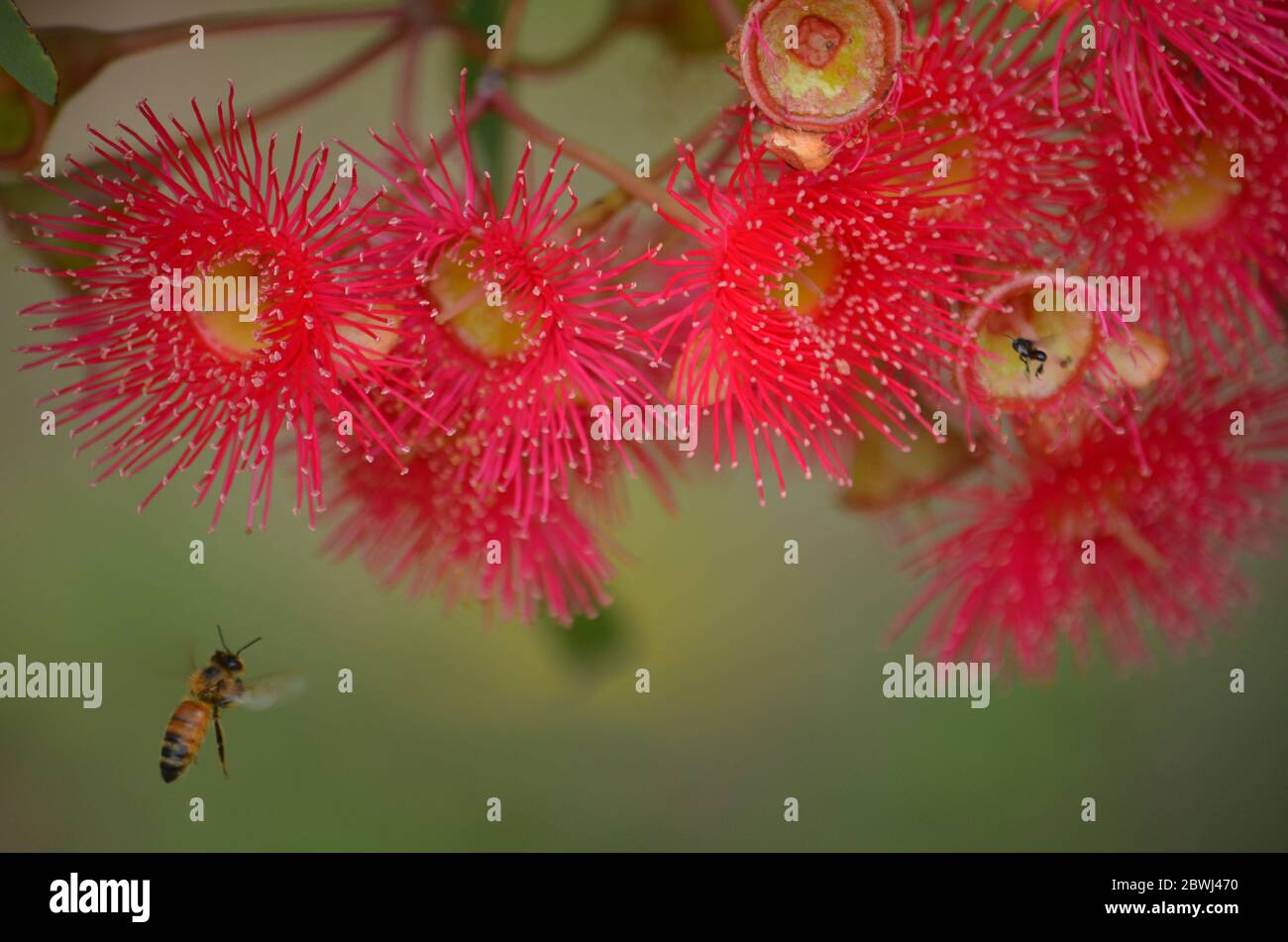 Fiori australiani Bush Foto Stock