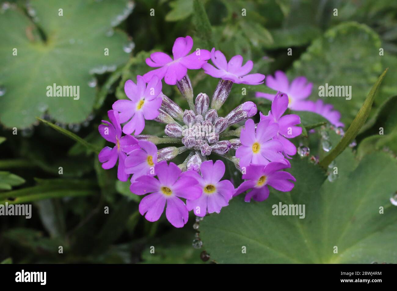 Primula frontosa - pianta selvaggia sparata in primavera. Foto Stock