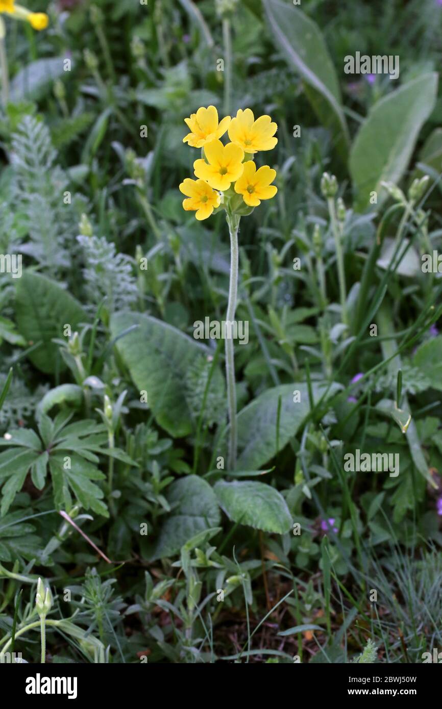 Primula veris, Cowslip. Pianta selvatica sparato in primavera. Foto Stock