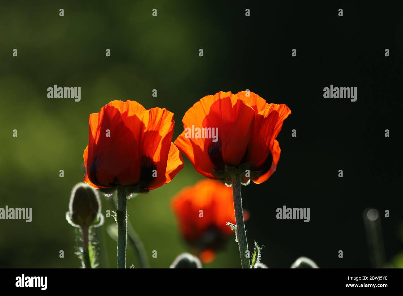 Due fiori papavero isolati in primo piano, sfondo verde scuro sfocato strutturato da ombre e luci. Foto Stock