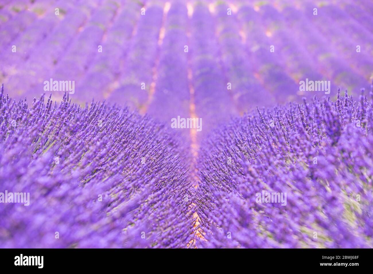Campo di lavanda in estate. Tranquillo paesaggio estivo natura, viola Foto Stock